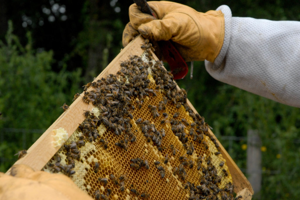 Atelier apiculture